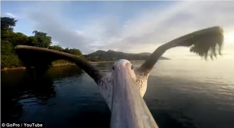 Первый полет пеликана засняли на камеру - ФОТО - ВИДЕО