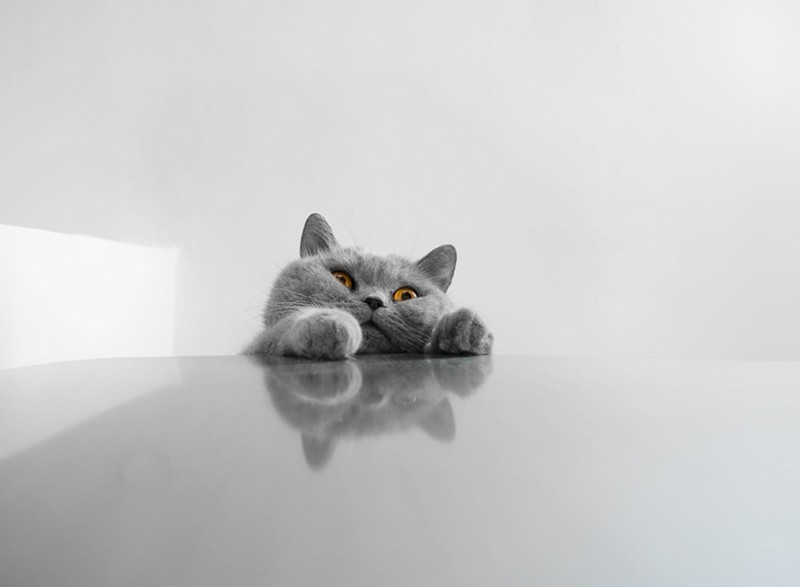 16 лучших фото котов сезона - ФОТОСЕССИЯ
