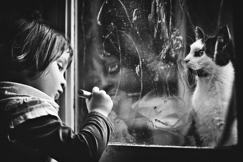 16 лучших фото котов сезона - ФОТОСЕССИЯ