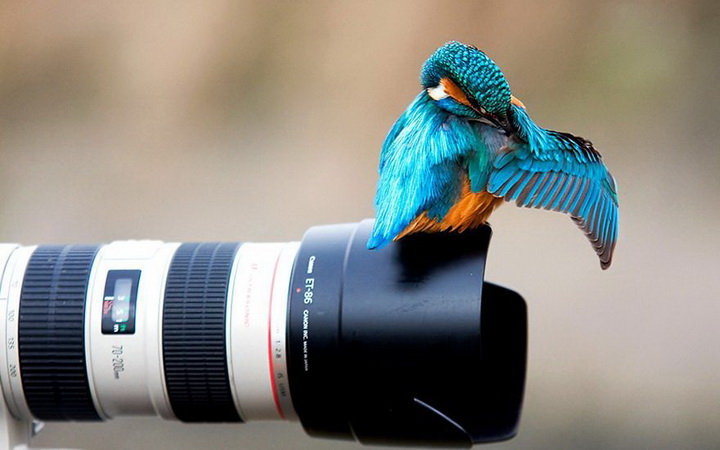 Нереально фотогеничные животные и птицы - ФОТОСЕССИЯ