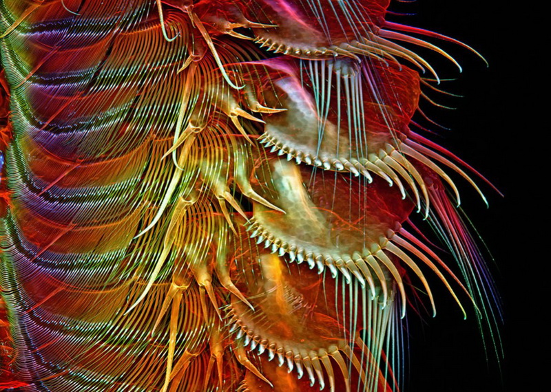 Конкурс микрофотографии Nikon Small World 2014 - ФОТОСЕССИЯ