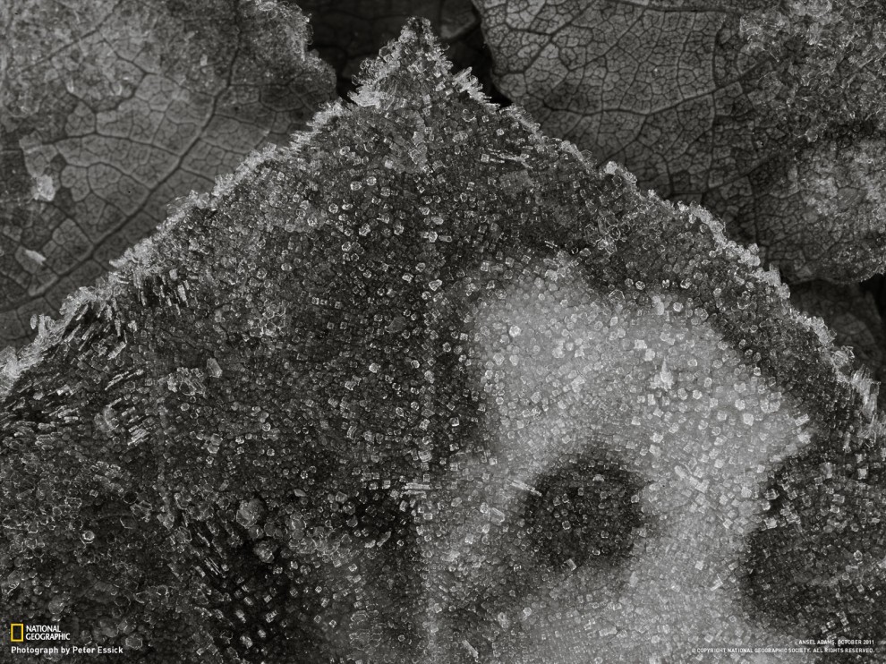 Обои для рабочего стола от National Geographic за март - ФОТОСЕССИЯ