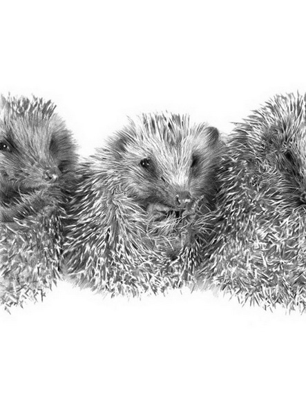 "Картинная галерея" Day.Az: Дикая красота - ФОТО