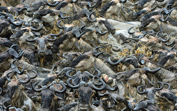 Храбрые зебры против тысяч антилоп - ФОТОСЕССИЯ