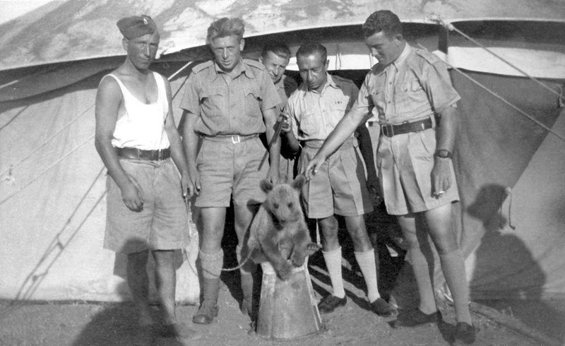 Войтек: история боевого медведя - ФОТОСЕССИЯ