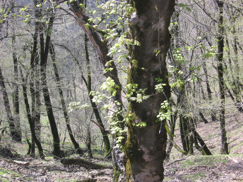 Опасные животные южного региона Азербайджана - ФОТО