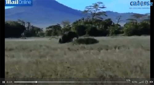 Забавно: слониха прогнала львицу со своей территории - ФОТО – ВИДЕО