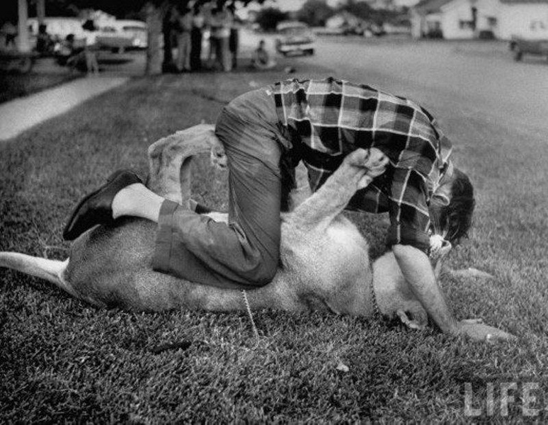 Очень опасные, но домашние львы - ФОТОСЕССИЯ