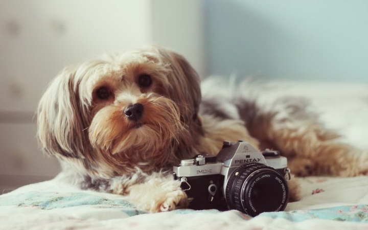 Нереально фотогеничные животные и птицы - ФОТОСЕССИЯ