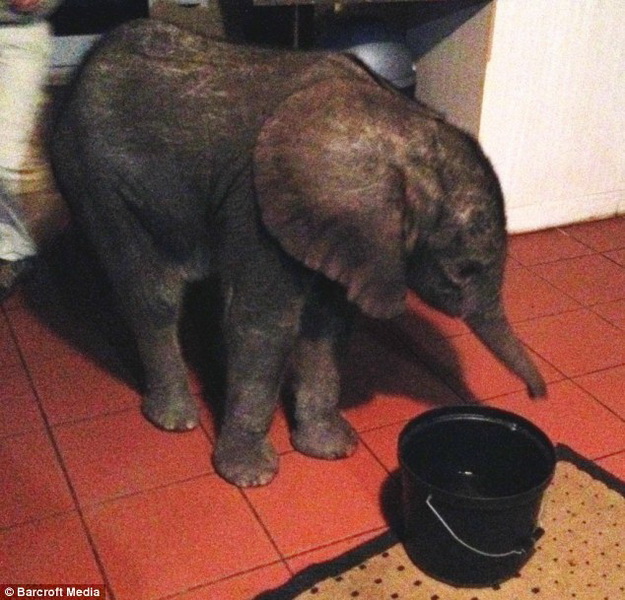 Самый неожиданный гость прибыл к африканской семье - ФОТО