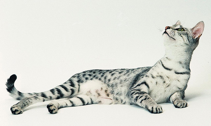 Самые красивые кошки в мире - ФОТОСЕССИЯ