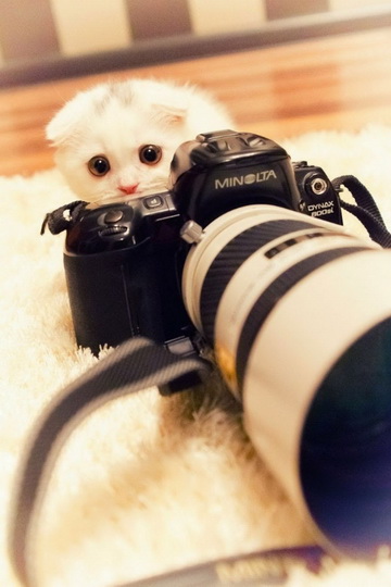 Нереально фотогеничные животные и птицы - ФОТОСЕССИЯ