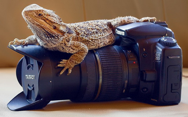 Нереально фотогеничные животные и птицы - ФОТОСЕССИЯ