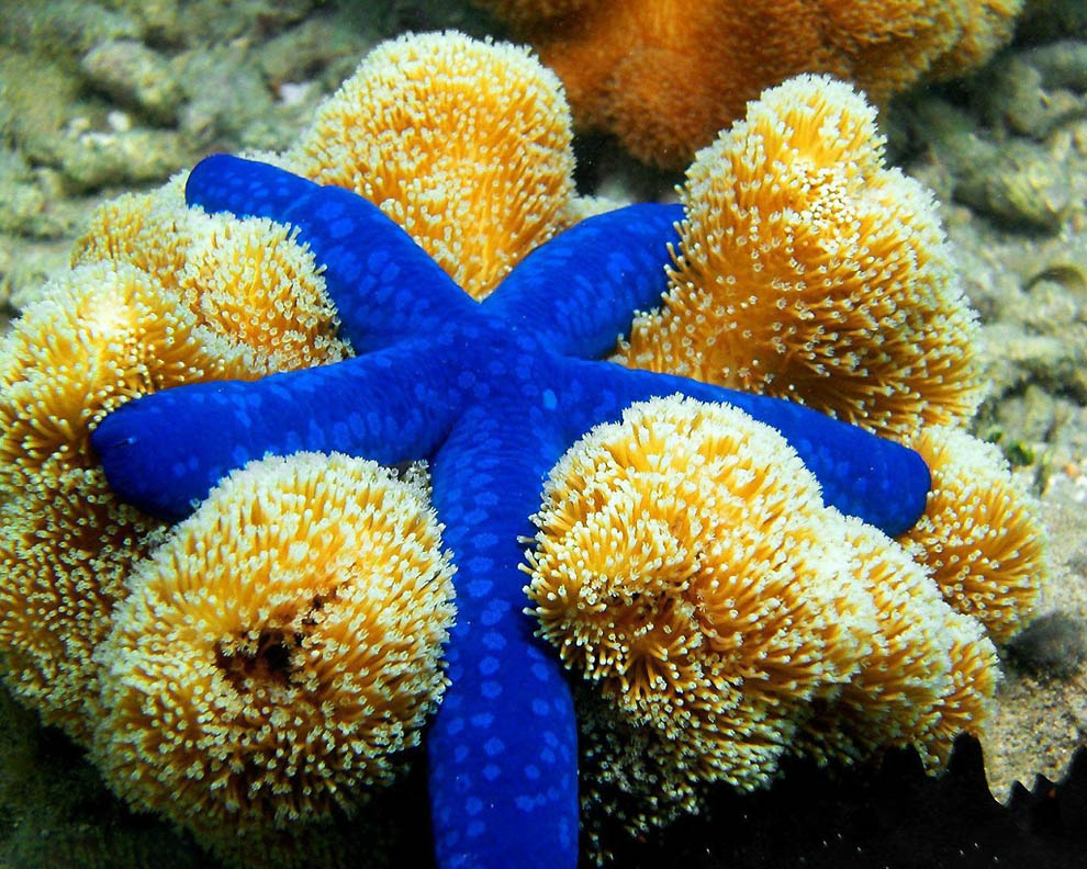 Загадочные и великолепные морские звезды - ФОТОСЕССИЯ