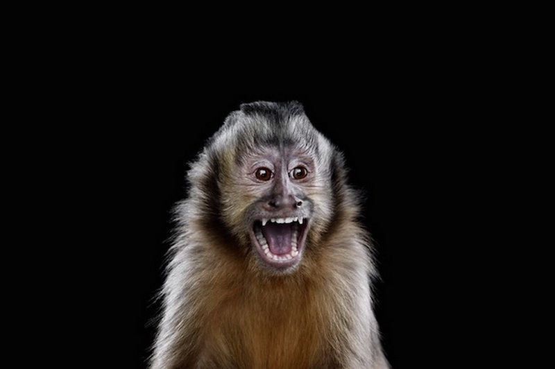 Дикие животные Брэда Уилсона - ФОТОСЕССИЯ