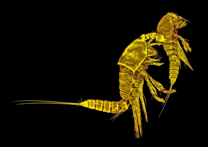 Конкурс микрофотографии Nikon Small World 2014 - ФОТОСЕССИЯ
