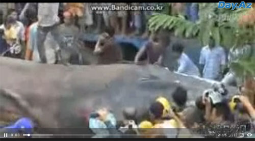 У берегов Вьетнама нашли таинственное существо-гигант - ФОТО - ВИДЕО