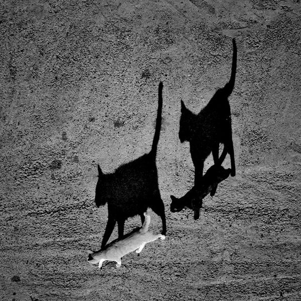 16 лучших фото котов сезона - ФОТОСЕССИЯ