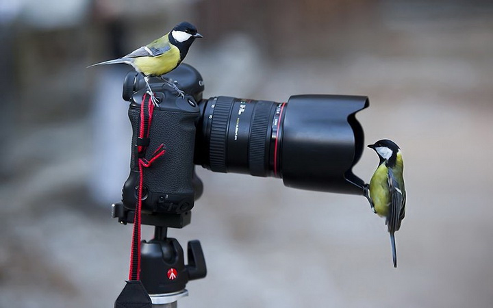 Нереально фотогеничные животные и птицы - ФОТОСЕССИЯ