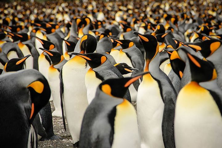 18 лучших работ с конкурса Sony World Photography Awards 2015 - ФОТОСЕССИЯ