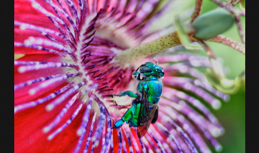 Победители 7-го ежегодного фотоконкурса Focus on Nature - ФОТОСЕССИЯ