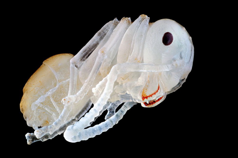 Конкурс микрофотографии Nikon Small World 2014 - ФОТОСЕССИЯ