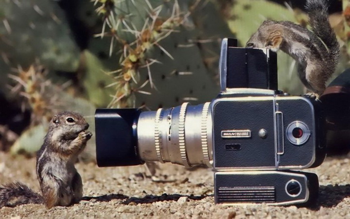 Нереально фотогеничные животные и птицы - ФОТОСЕССИЯ