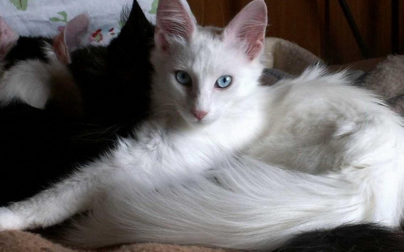 Самые красивые кошки в мире - ФОТОСЕССИЯ