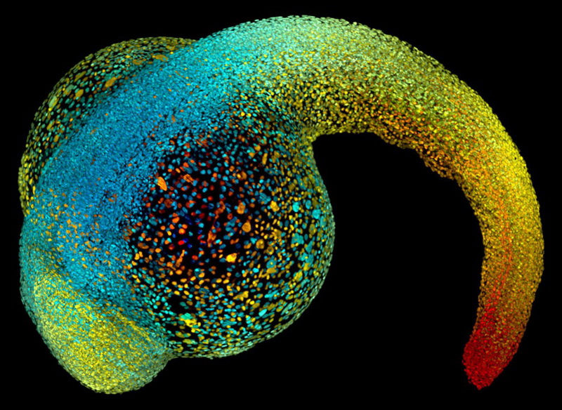 Конкурс микрофотографии Nikon Small World 2014 - ФОТОСЕССИЯ