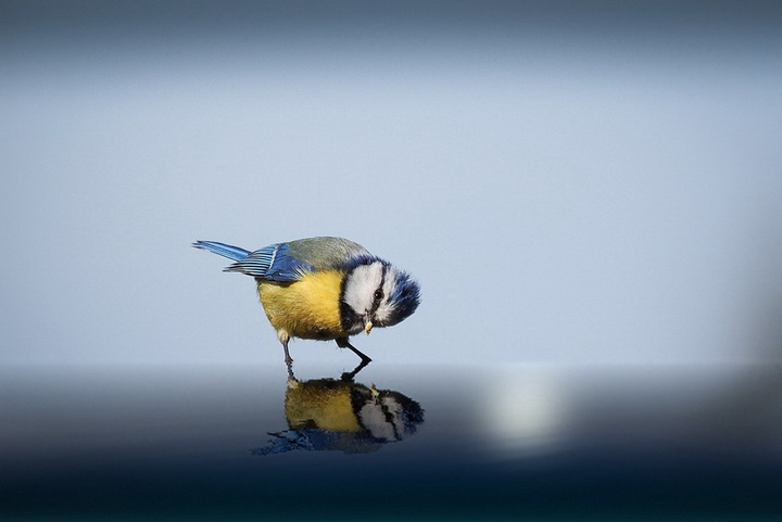 Sony World Photography Awards 2015 — "сливки" фотографий всего года - ФОТОСЕССИЯ