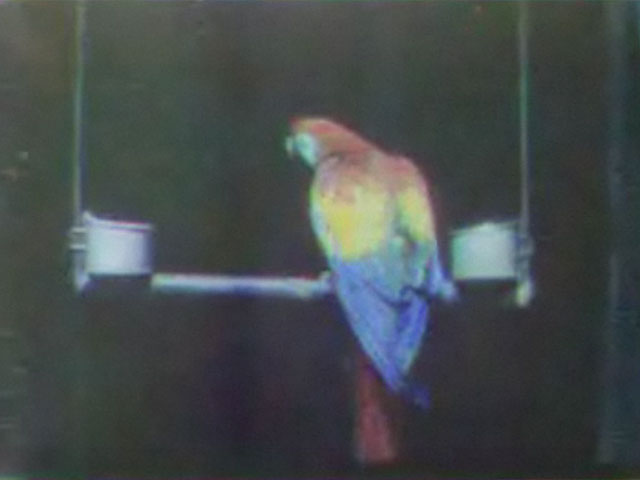 Обнаружен самый первый в мире цветной фильм - ФОТО