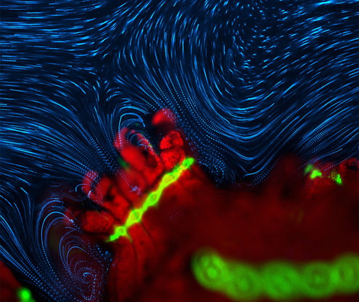 Конкурс микрофотографии Nikon Small World 2014 - ФОТОСЕССИЯ