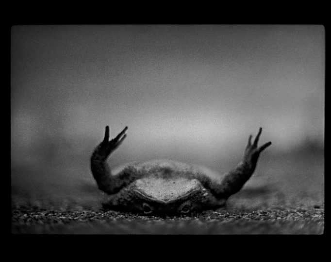 Психологический портрет: неожиданные образы животных - ФОТОСЕССИЯ