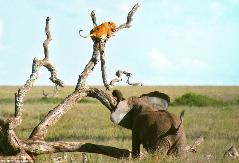 Забавно: слониха прогнала львицу со своей территории - ФОТО – ВИДЕО