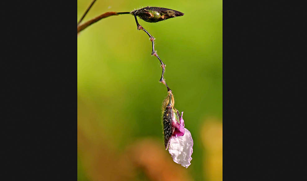 Победители 7-го ежегодного фотоконкурса Focus on Nature - ФОТОСЕССИЯ