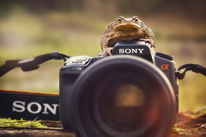 Нереально фотогеничные животные и птицы - ФОТОСЕССИЯ