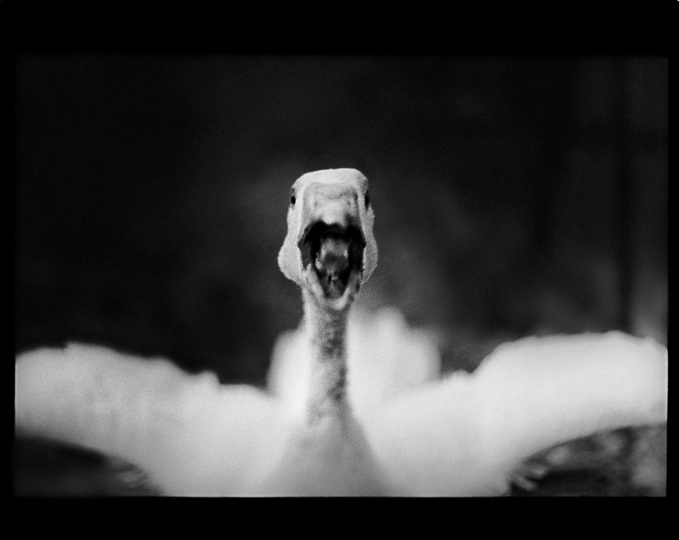 Психологический портрет: неожиданные образы животных - ФОТОСЕССИЯ