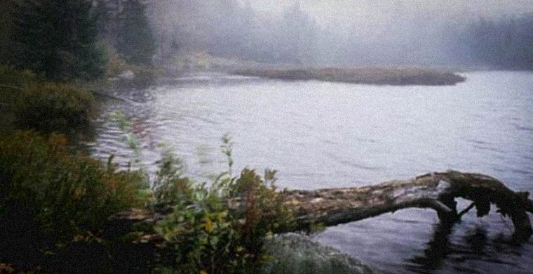Семь самых страшных лесов планеты - ФОТОСЕССИЯ