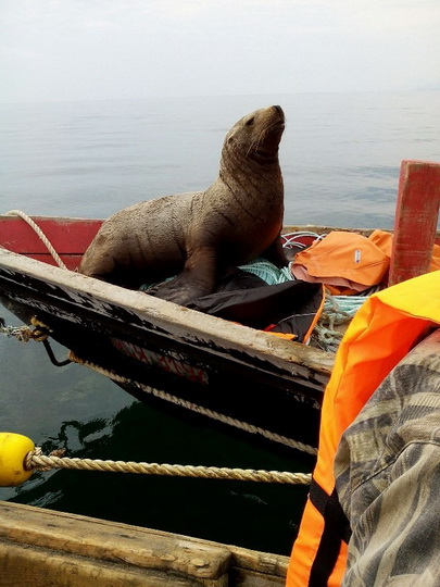 Морской котик заставил рыбаков 8 часов катать его в лодке - ФОТОСЕССИЯ
