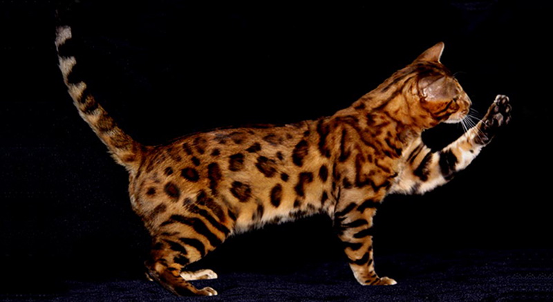 Самые красивые кошки в мире - ФОТОСЕССИЯ