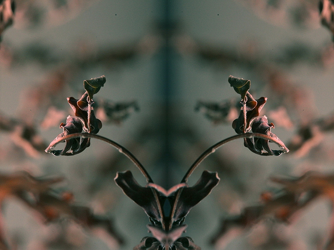 "Картинная галерея" Day.Az: Современный художник Саид Халифа - ФОТО