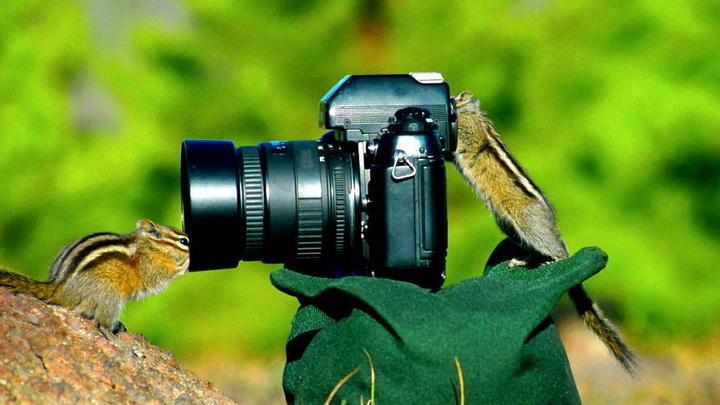 Нереально фотогеничные животные и птицы - ФОТОСЕССИЯ