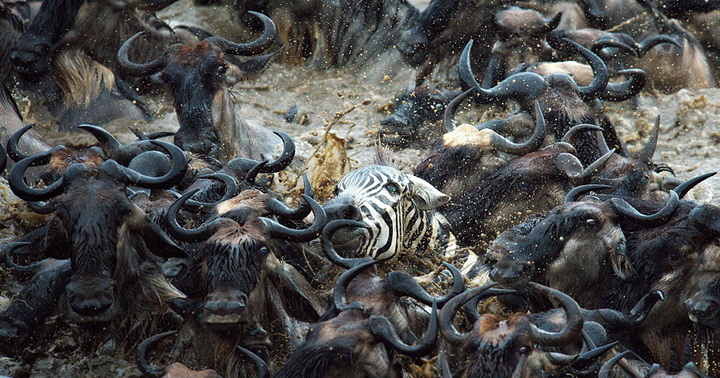 Храбрые зебры против тысяч антилоп - ФОТОСЕССИЯ