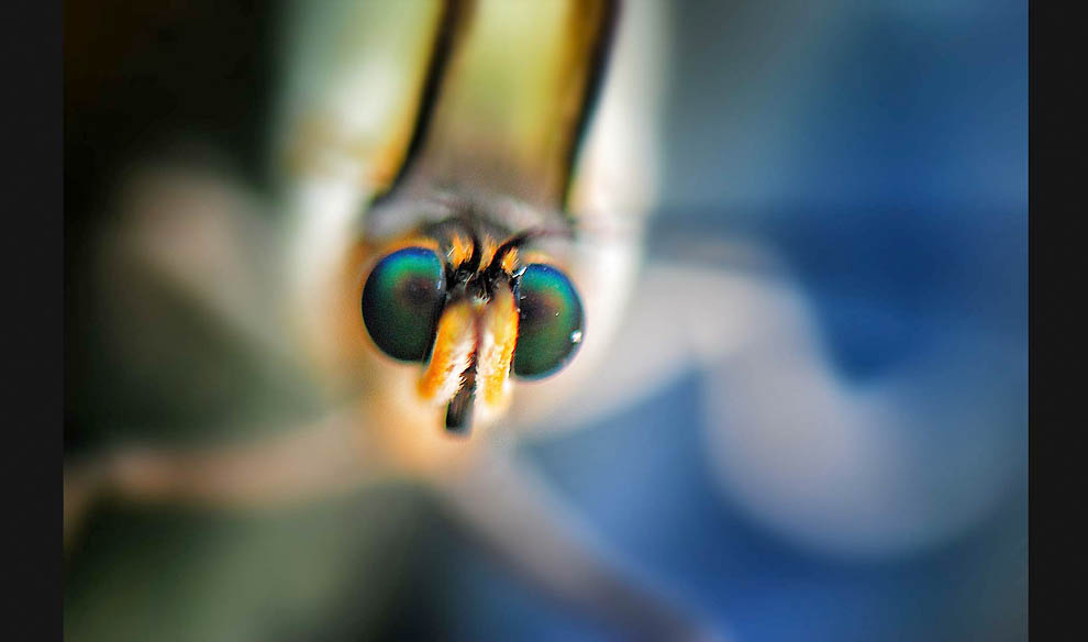 Победители 7-го ежегодного фотоконкурса Focus on Nature - ФОТОСЕССИЯ