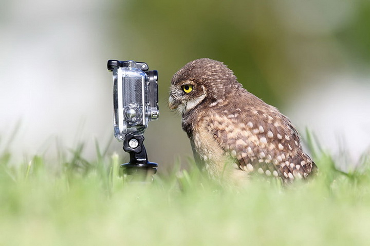 Нереально фотогеничные животные и птицы - ФОТОСЕССИЯ