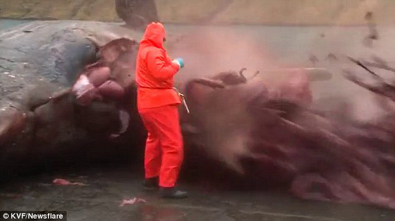 Удивительный случай: мертвый кит "взорвался" - ФОТО - ВИДЕО