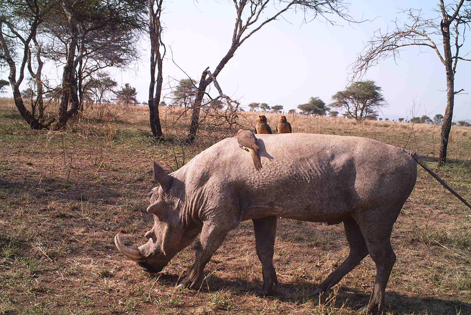 Необычные кадры из жизни зверей, сделанные скрытой камерой - ФОТО