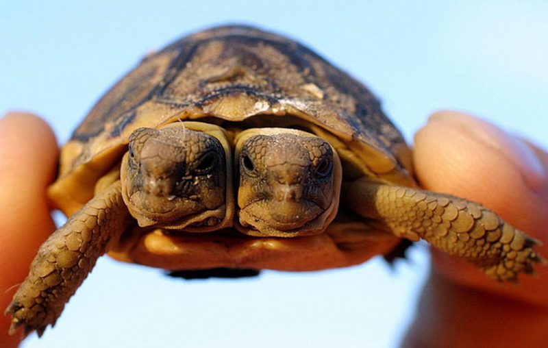 Двухголовые монстры в природе – ФОТО