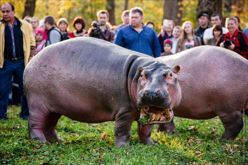 Бегемоты прогулялись по парку - ФОТОСЕССИЯ