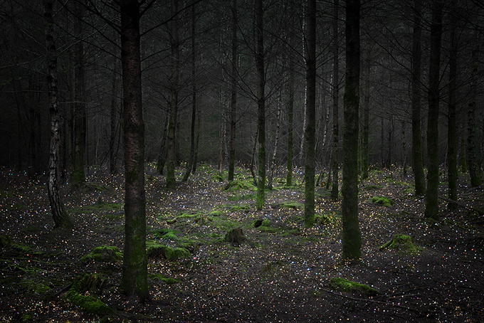 Sirli, müəmmalı meşə - FOTO